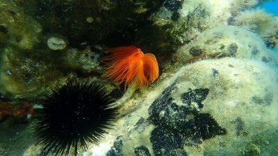 爱琴海海底多毛类(管状原尾藻)
