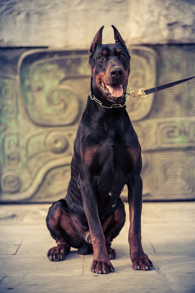 杜宾犬