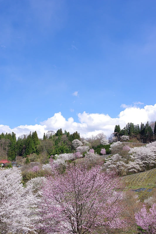 野樱花盛开