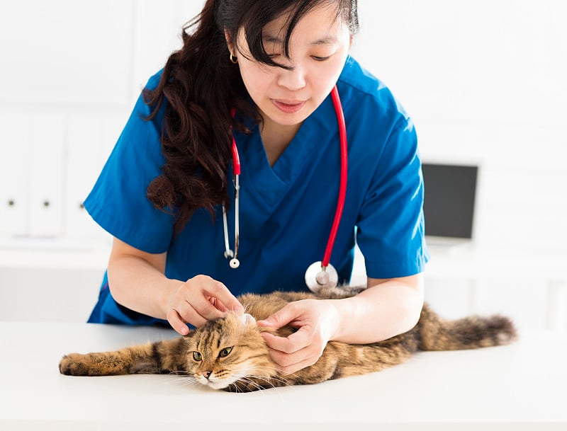 一位女兽医为一只年轻的猫清理耳朵