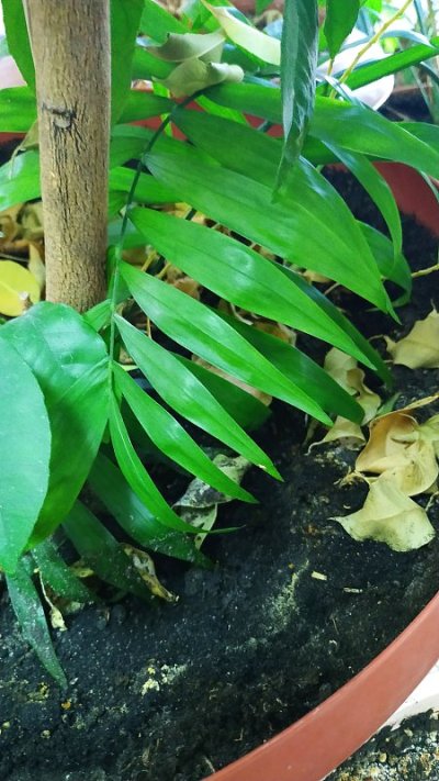 花盆内室内植物的下部