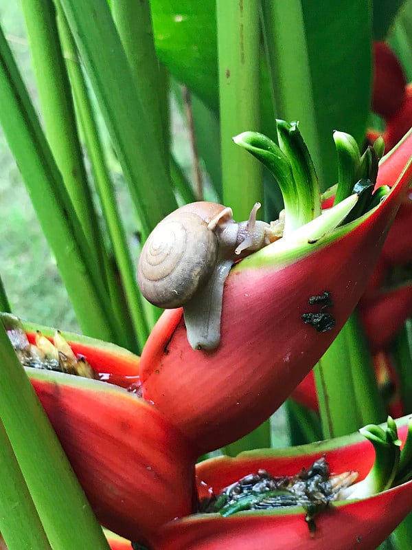 蜗牛和鹤鹤花或花园中的天堂鸟花。