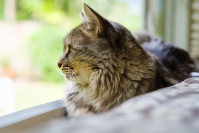 缅因库恩猫