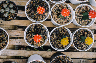 收集各种仙人掌植物在不同的盆