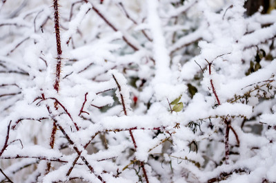 雪中的树枝