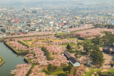 春天，从日本北海道博馆五楼塔眺望五楼楼护城河边的樱花树。