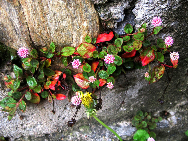 岩石上的花