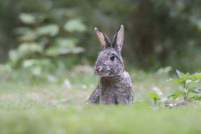 这是一只欧洲兔子(Oryctolagus cuniculus)坐在荷兰北布拉班特的杜宁森林里的特写镜