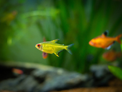 在热带水族馆中饲养的柠檬脂虫