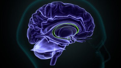 脑尾状核解剖。3d插图