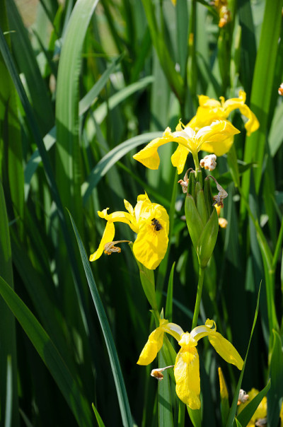 Iris pseudoacorus