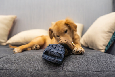 小金毛猎犬在家里咬主人的鞋