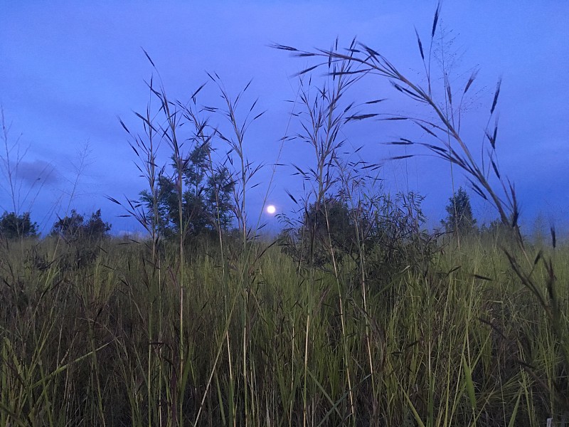 夏威夷考艾岛，日落时分，满月在凯卡哈附近的威美亚峡谷上空升起——地平线上的尼豪岛。