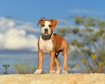 一只小狗斗牛犬