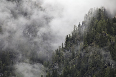 浓雾从黑暗的高山森林中升起