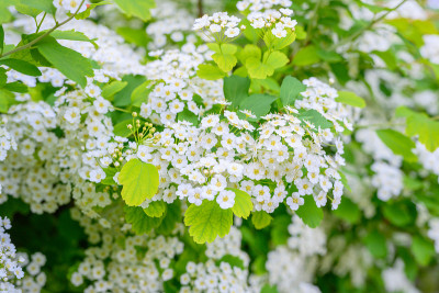 春天盛开的鲜花。海小叶花(Alyssum maritimum, Sweet Alyssum, Swe