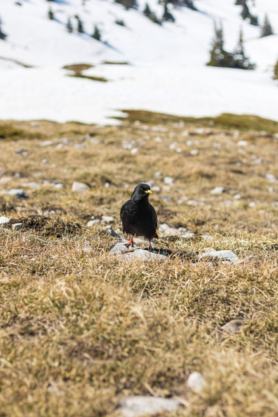 维科尔山脉皮克圣米歇尔的高山丘夫(Pyrrhocorax graculus) (Isère，法国)