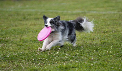 Dogwith飞盘