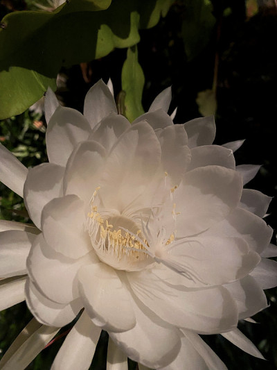 夜后白花夜盛开