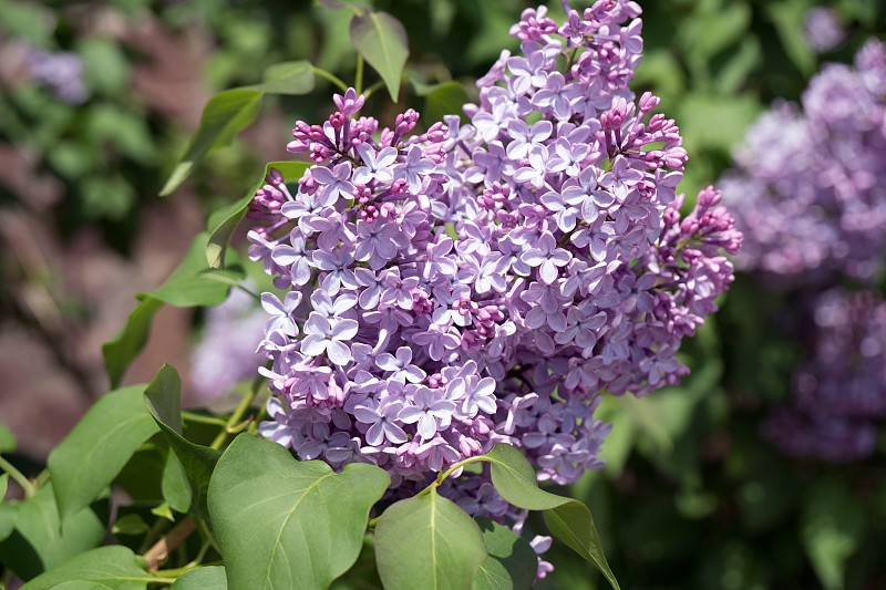 丁香的开花的花序(晚。Syrínga vulgáris)在绿叶的背景上。