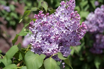 丁香的开花的花序(晚。Syrínga vulgáris)在绿叶的背景上。
