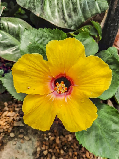 花园里美丽的花