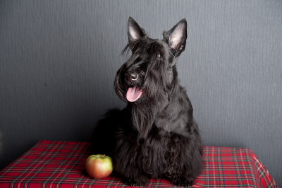 一只年轻的苏格兰小猎犬，穿着带苹果的格子呢