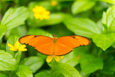 特写一个橙色的蝴蝶，或Julia heliconian或Julia火焰，或火焰Dryas iulia