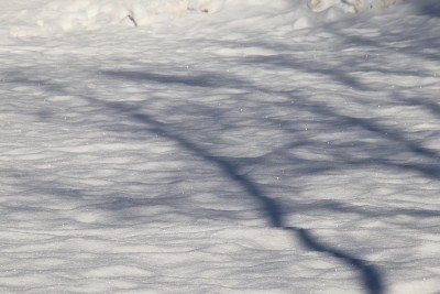 树的阴影和自然的雪模式在一个白色的积雪覆盖的领域，Seefeld，蒂罗尔，奥地利