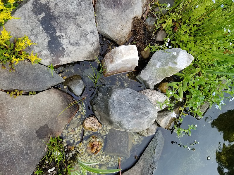 小青蛙