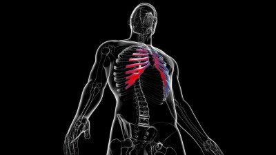 人体骨骼解剖肋软骨三维渲染