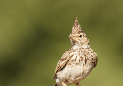 凤头云雀 (Galerida cristata)