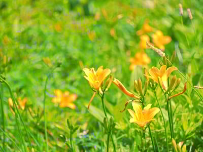 Zenteika花田(宽矮黄花菜)[Kirigamine，长野，日本]