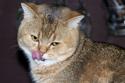 猫