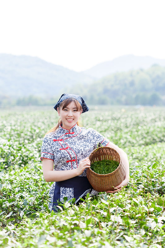 种植园里的亚洲漂亮采茶姑娘