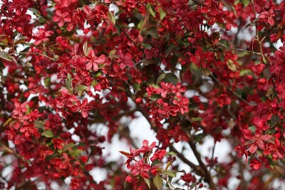 中国开花，海棠花盛开