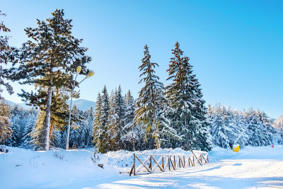 班斯科滑雪场和雪树，保加利亚