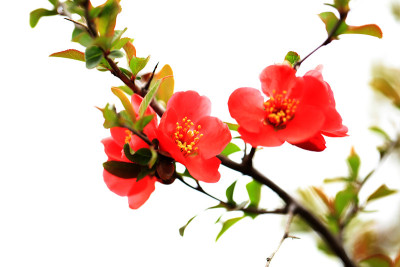 木瓜的花