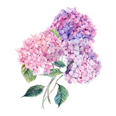 水彩贺卡与绣球花
