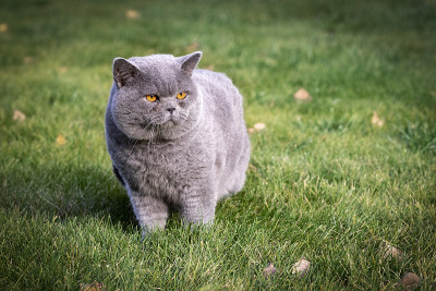 英国的猫