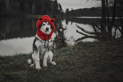阿拉斯加雪橇犬的新年狗肖像