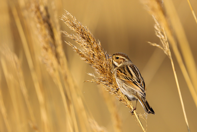 在加的夫湾湿地自然保护区，雌芦苇本汀(Emberiza schoeniclus)正在吃芦苇的种子