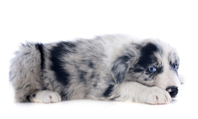 小狗边境牧羊犬