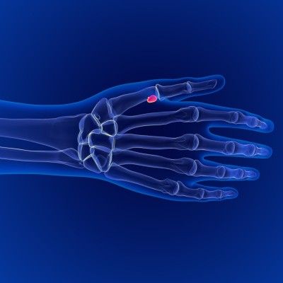 医学概念的人体骨骼解剖籽骨3D渲染