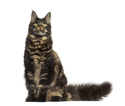 缅因猫坐着，看着孤立的白色