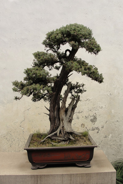 盆景树