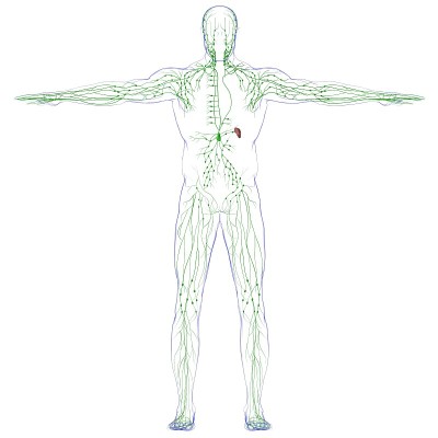 人体淋巴结解剖用于医学概念3D渲染