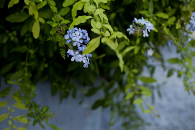 蓝花