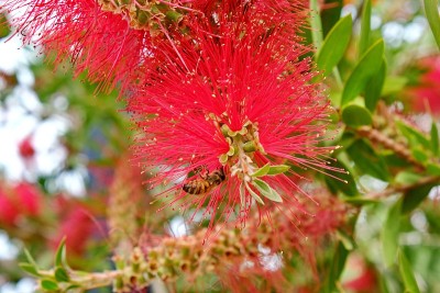 Callistemon