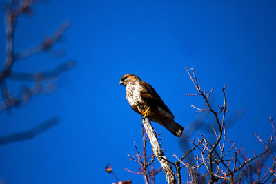 兰纳山隼(Falco biarmicus)